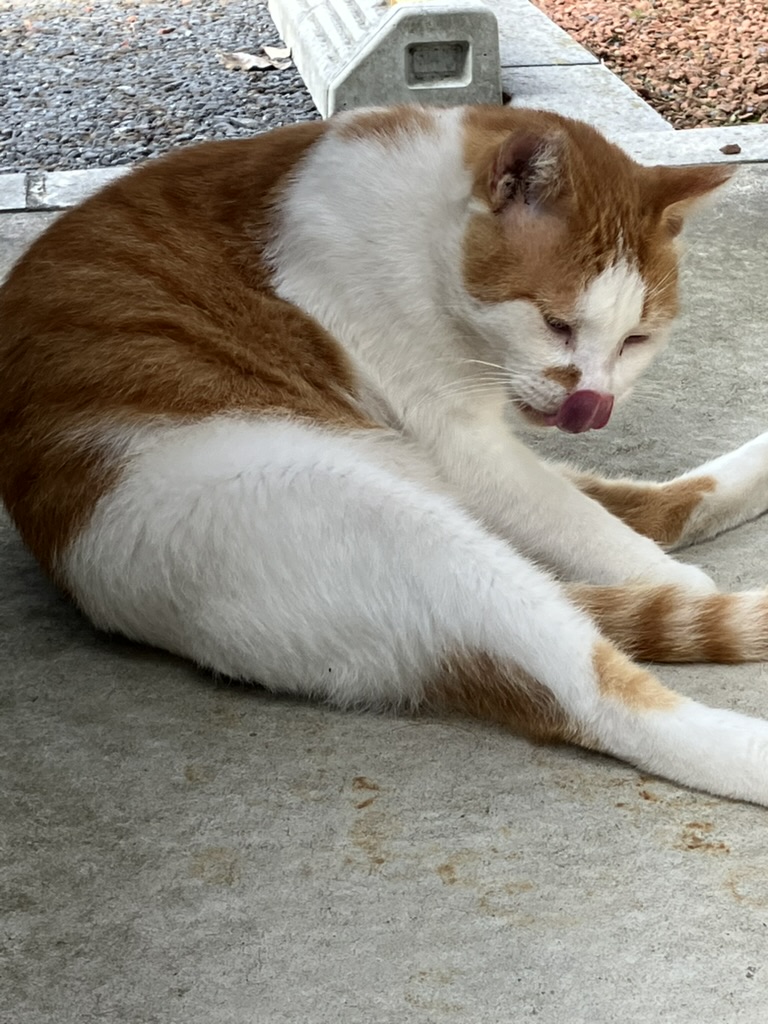 チャッくんの写真(images/cat1.jpg)