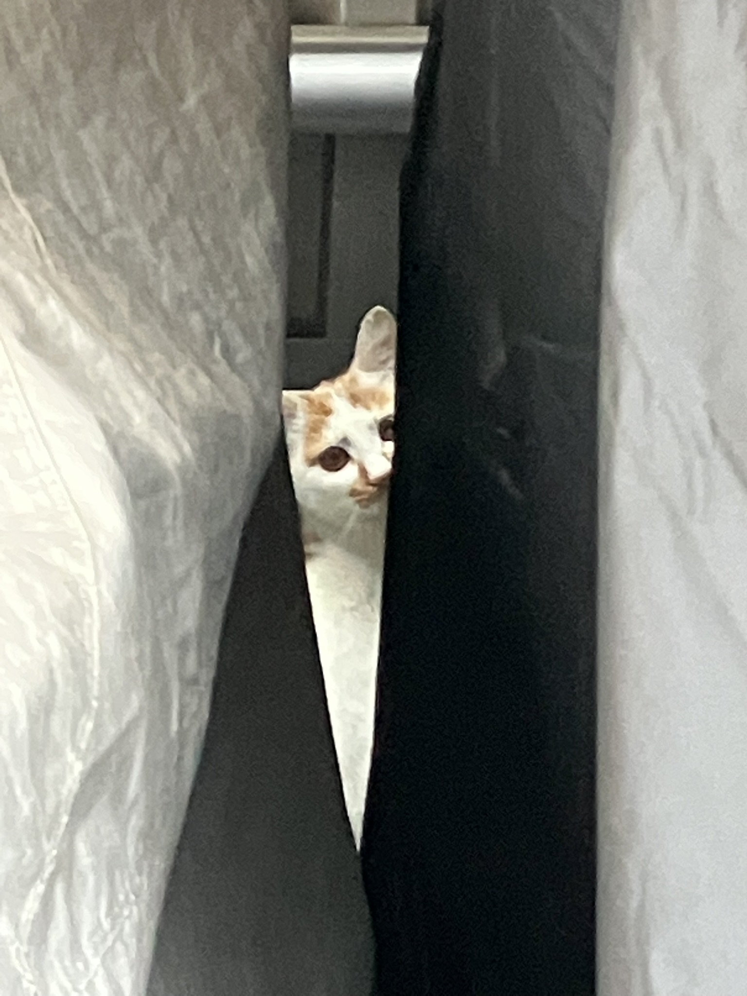 ぶちちゃん