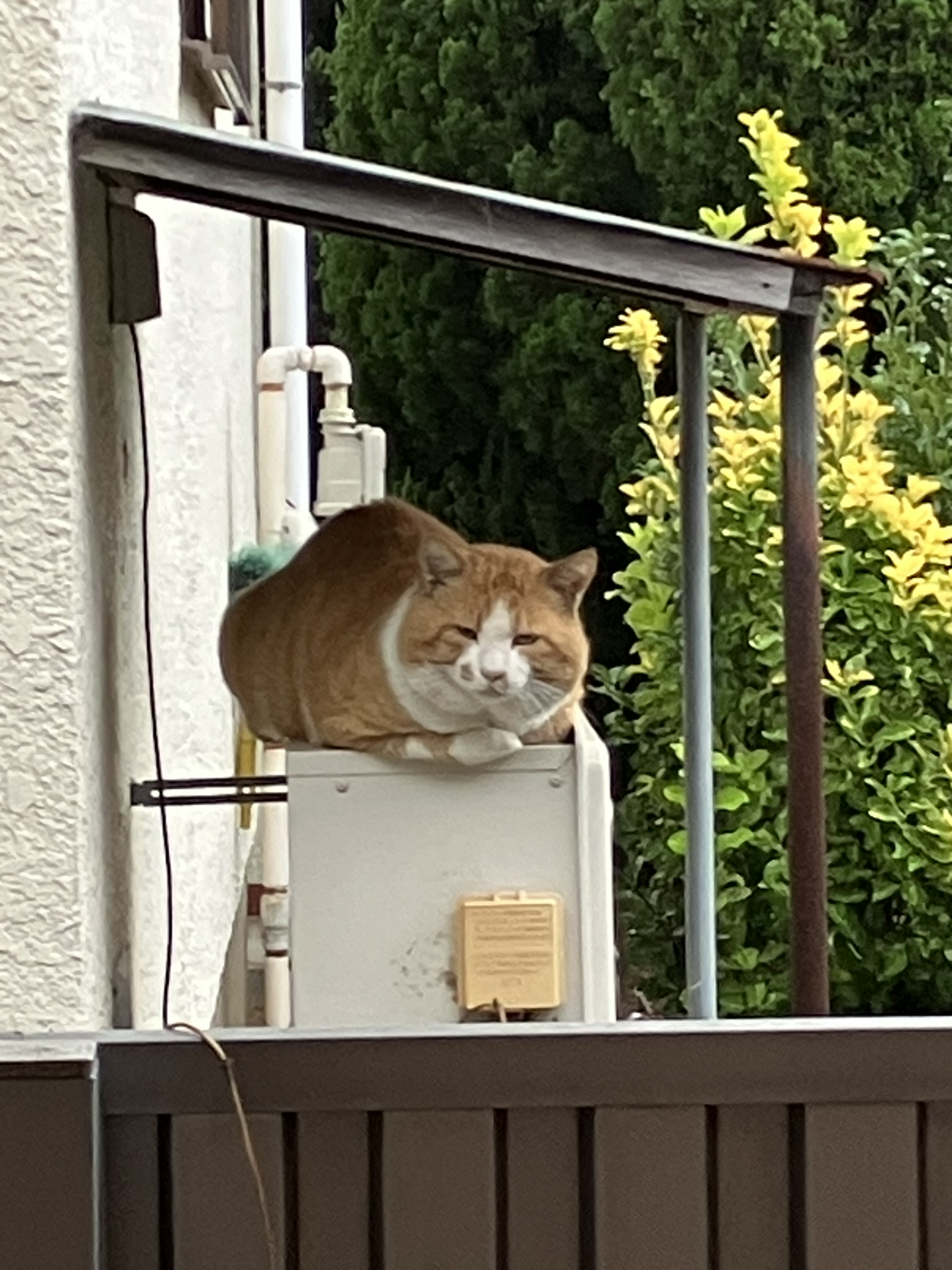 ぶんた